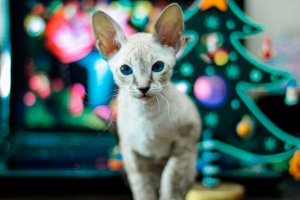 Sfinkses z wełną: rodzaje kotów wełnianych kotów